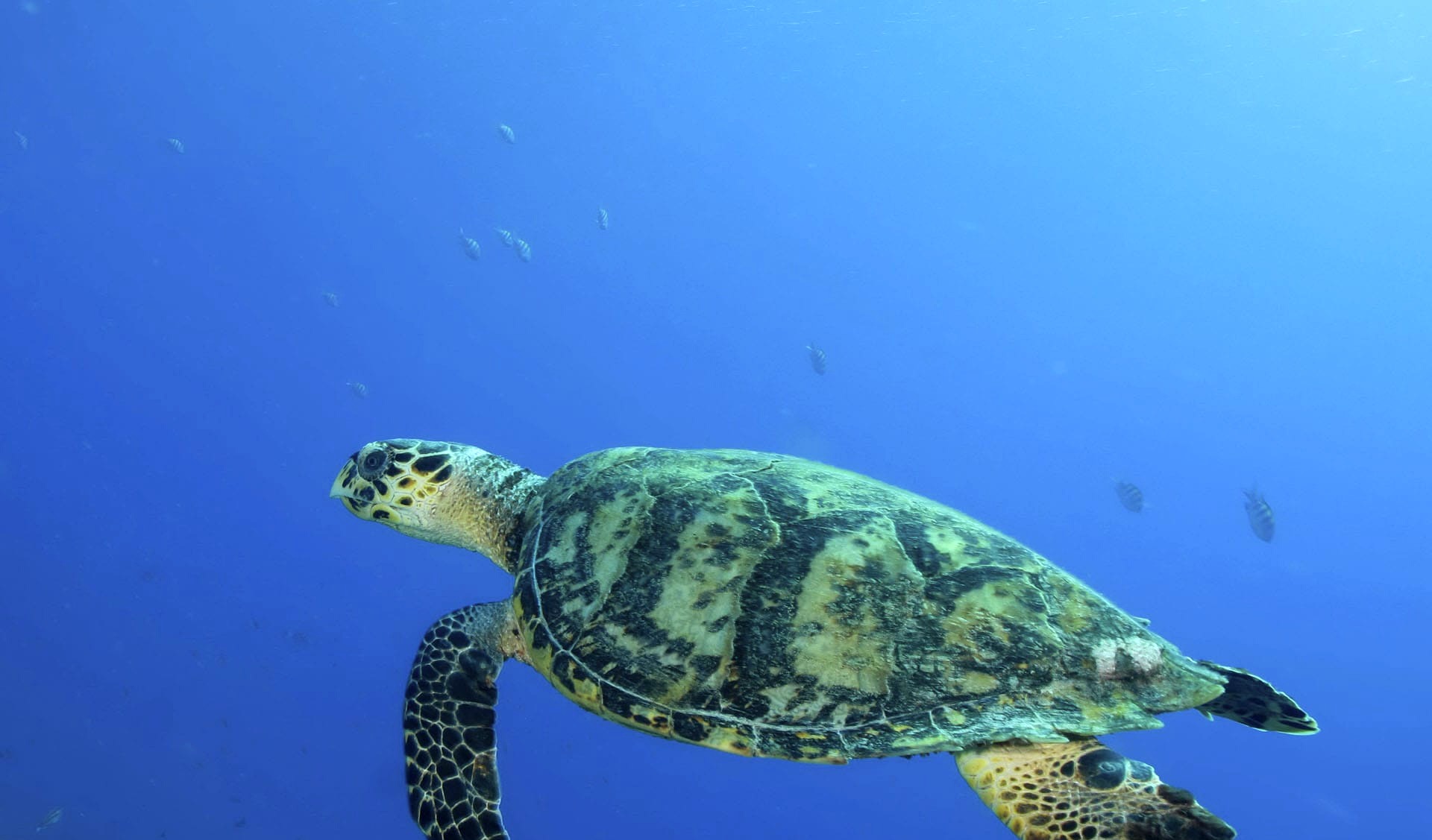 Sea turtle swimming in open blue water off Playa Lagun