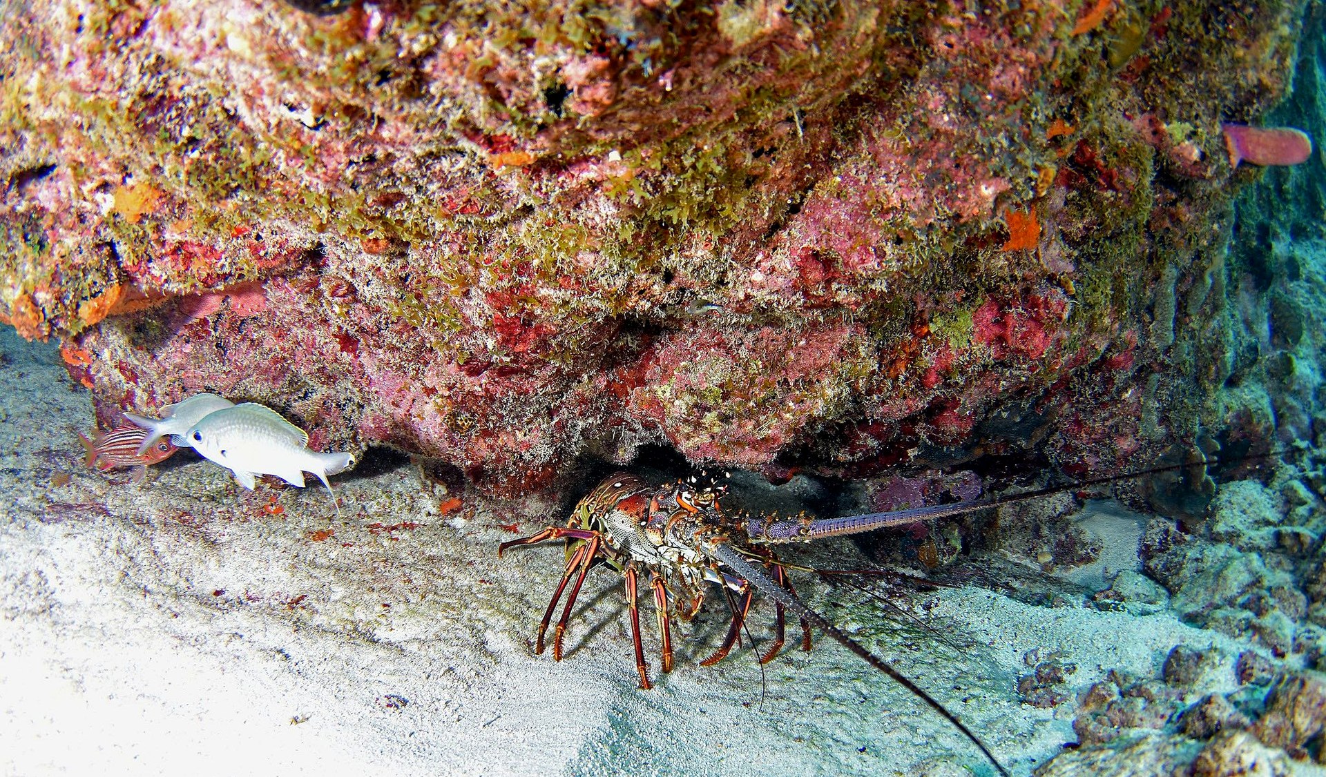 School of fish on the reef
