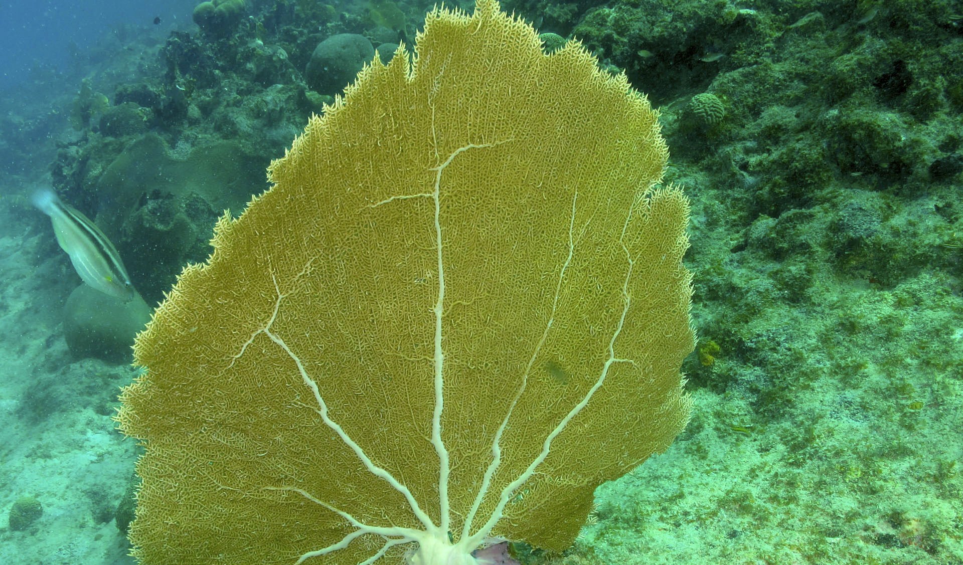 Clear shallow water over the reef