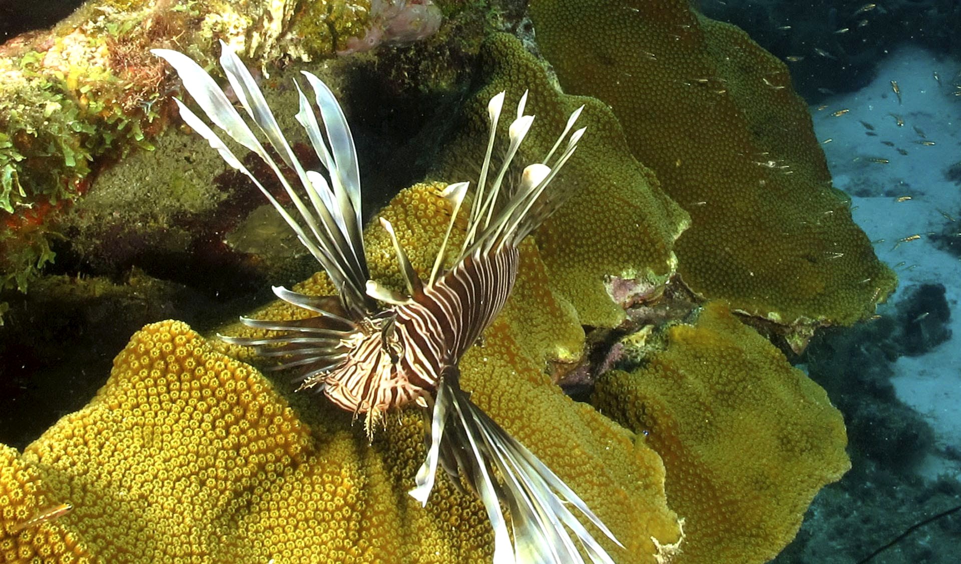 Snorkeller above the house reef